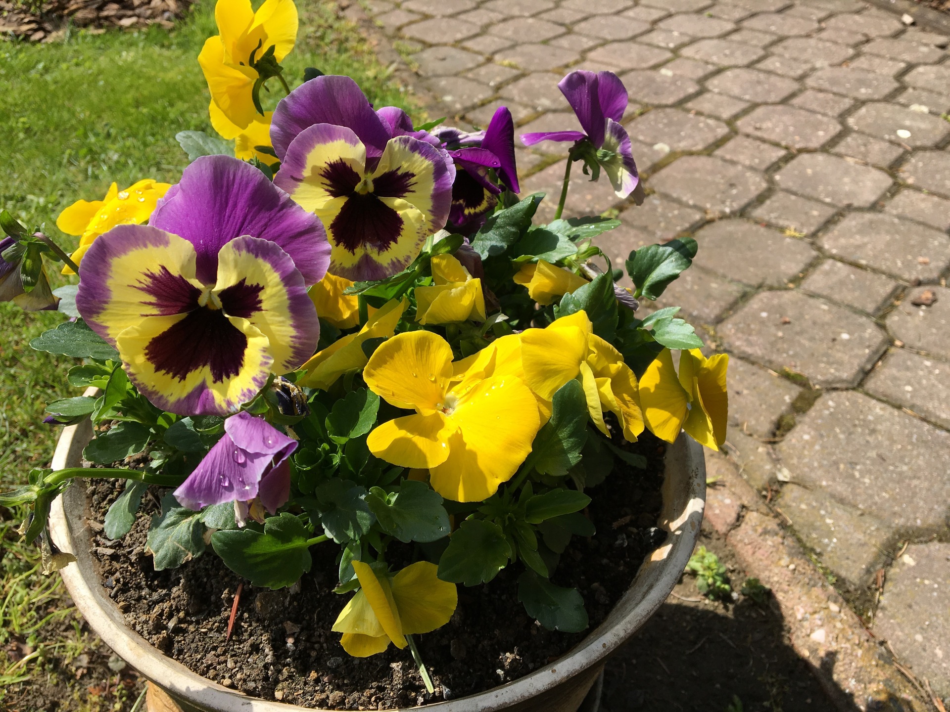 Apple iPad Pro (9.7)