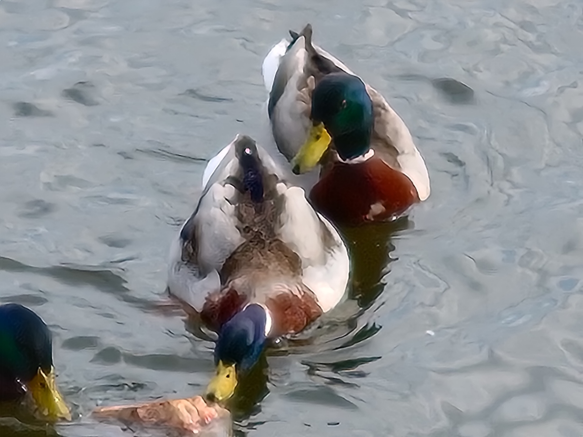 ASUS ZenFone 11 Ultra