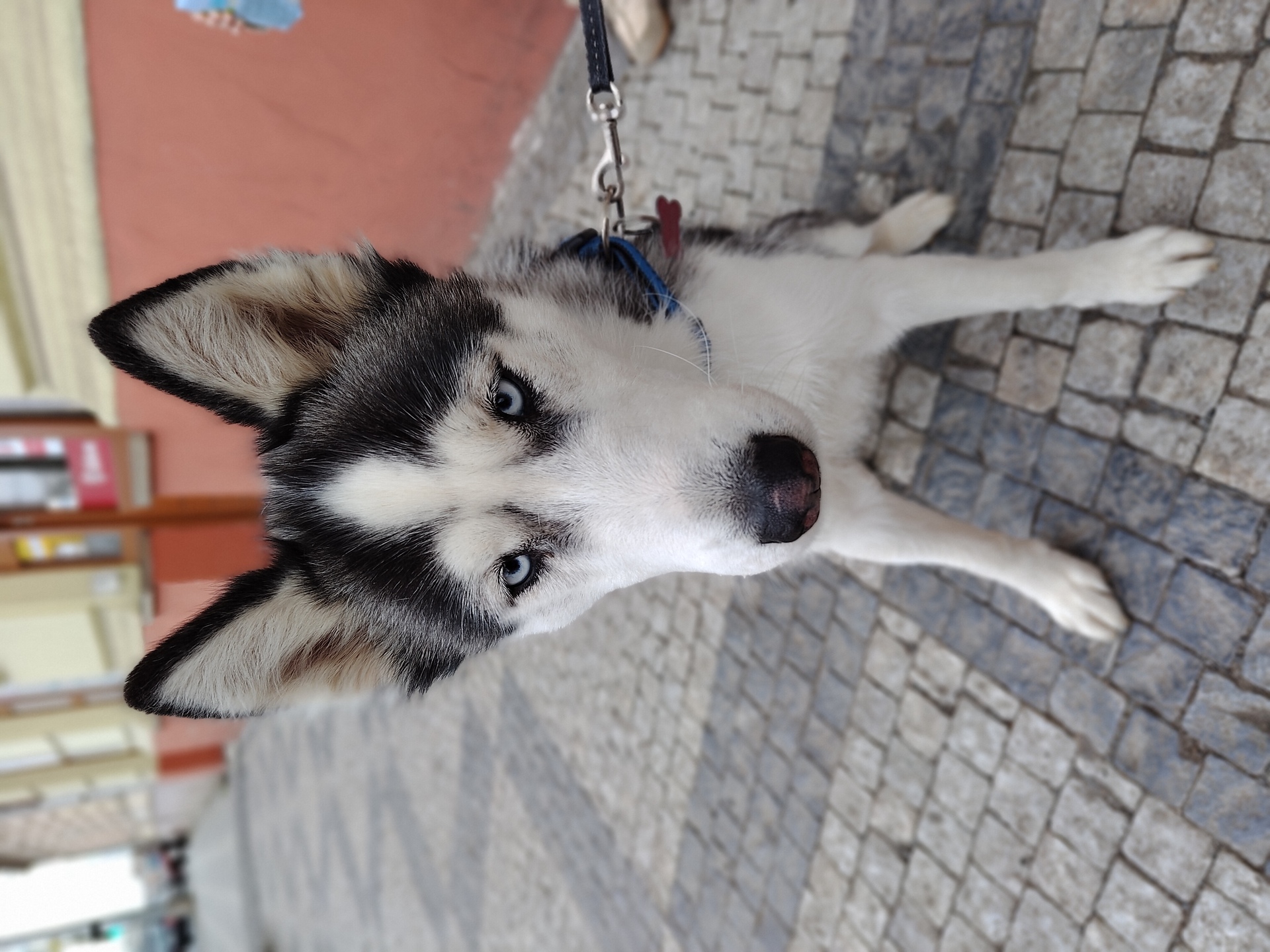 ASUS ZenFone 11 Ultra