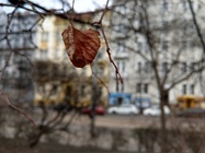 List focený na portrétní režim