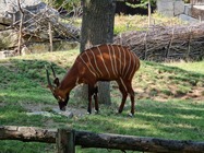 Samsung Galaxy Note20 Ultra 5G