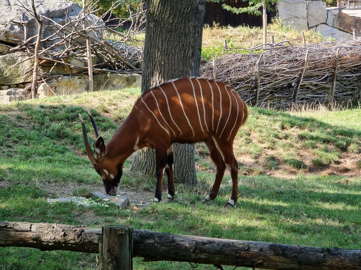 Samsung Galaxy Note20 Ultra 5G