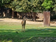 Samsung Galaxy Note20 Ultra 5G