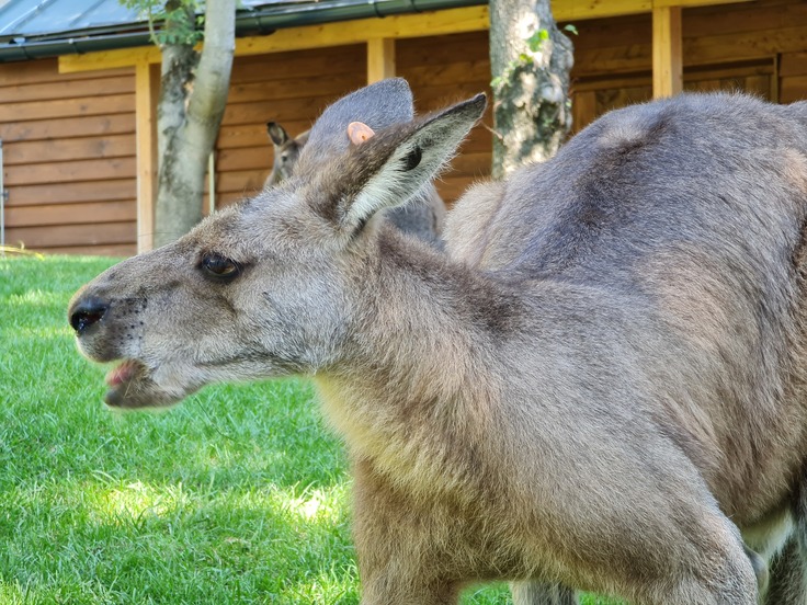 Samsung Galaxy Note20 Ultra 5G