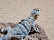 Samsung Galaxy Note20 Ultra 5G