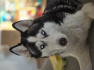 Samsung Galaxy S24 Ultra