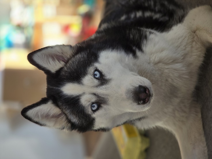 Samsung Galaxy S24 Ultra