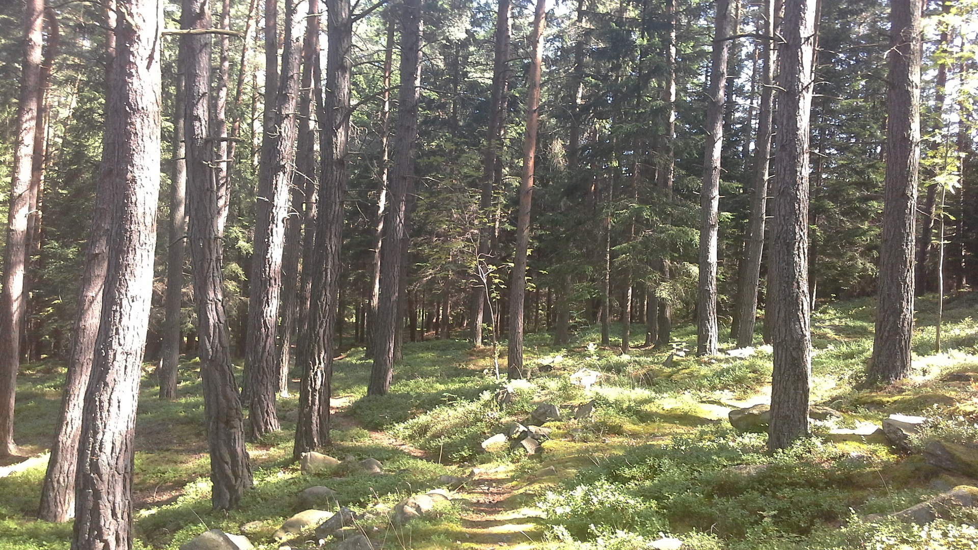 Samsung Galaxy Tab 3 (8.0)