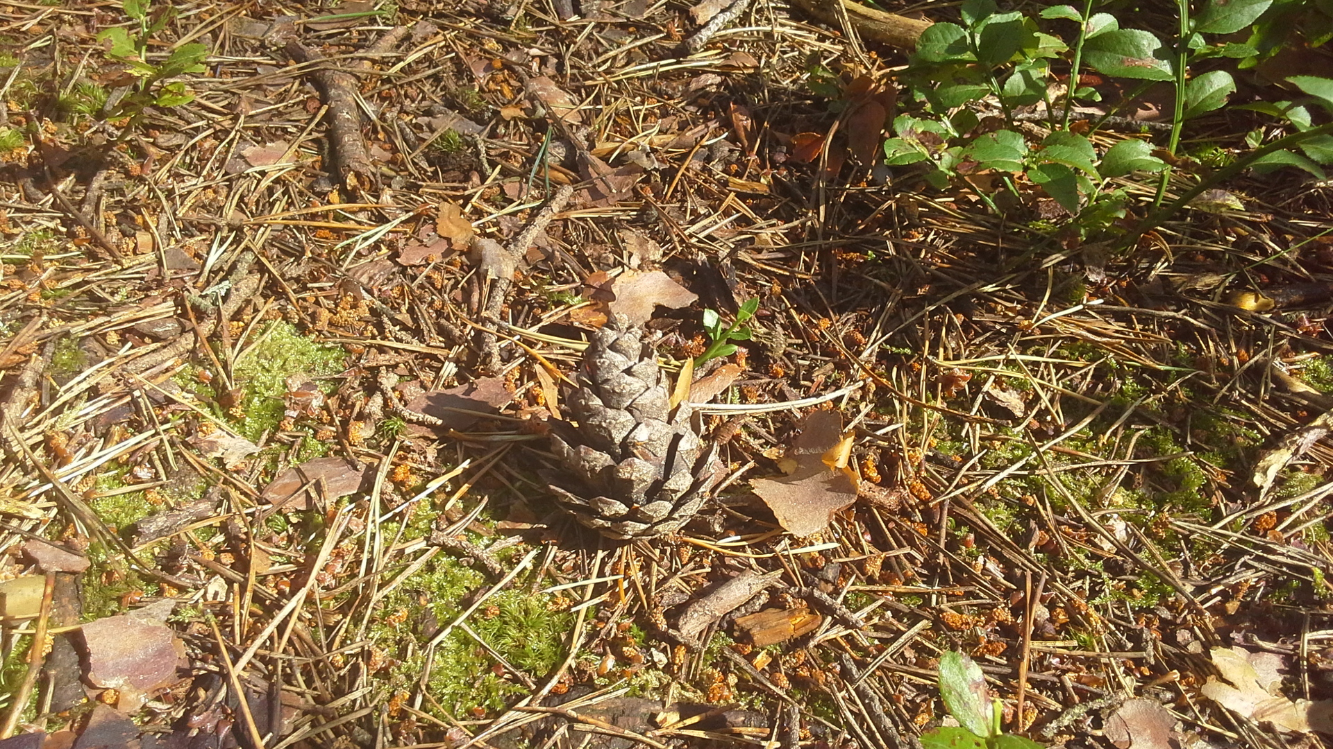 Samsung Galaxy Tab 3 (8.0)