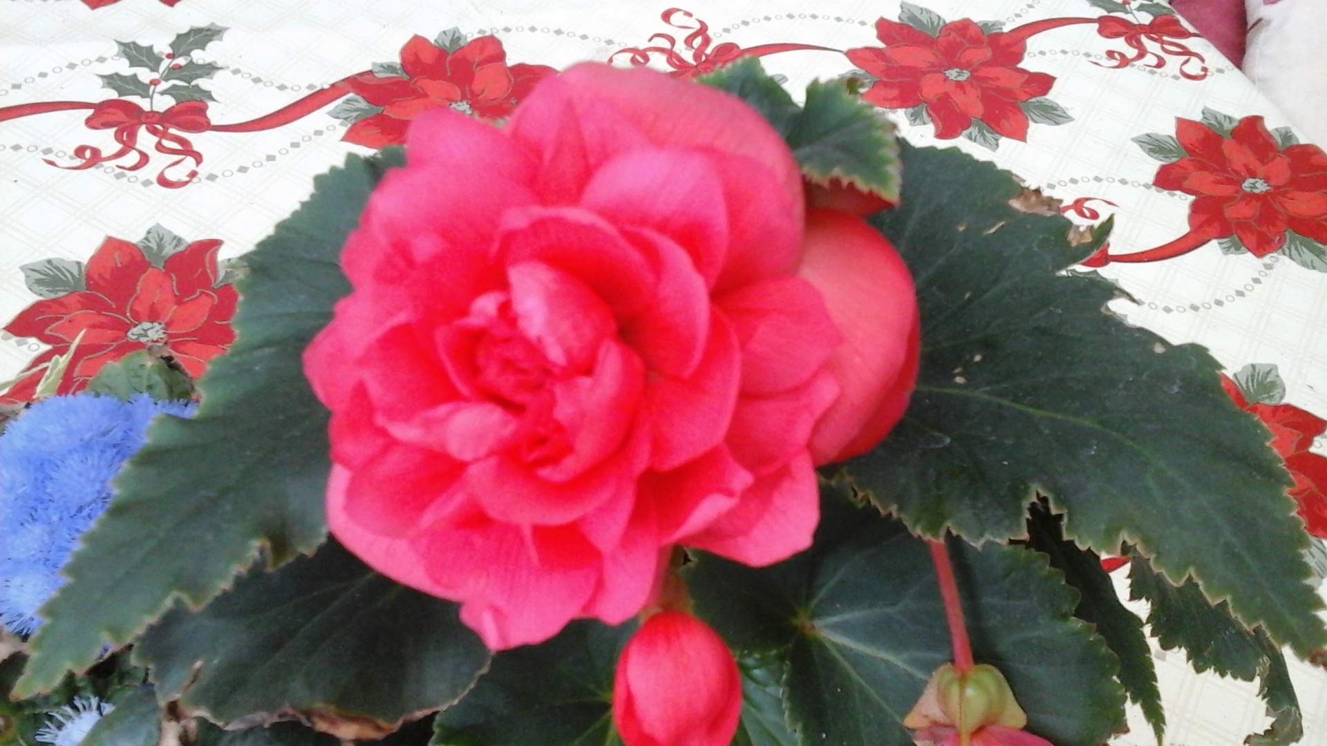 Samsung Galaxy Tab 4 8.0