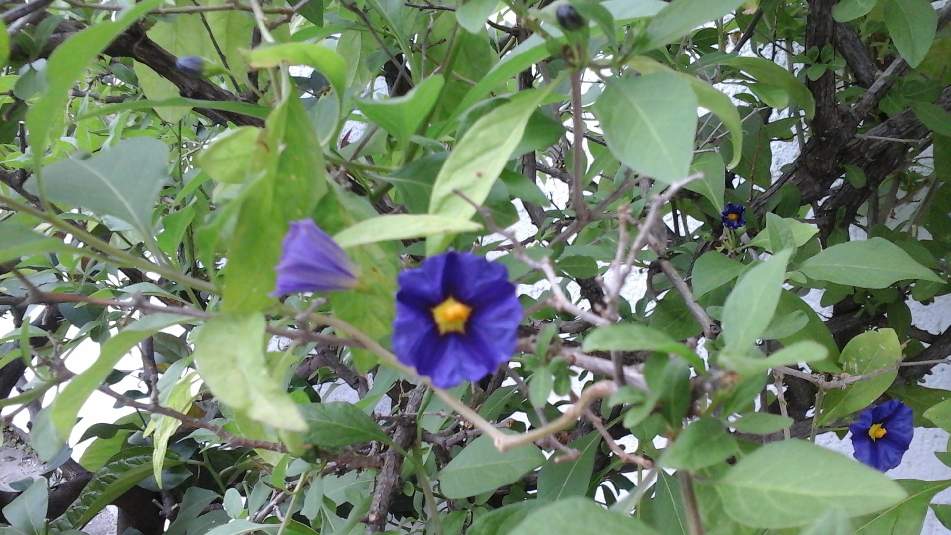 Samsung Galaxy Tab 4 8.0