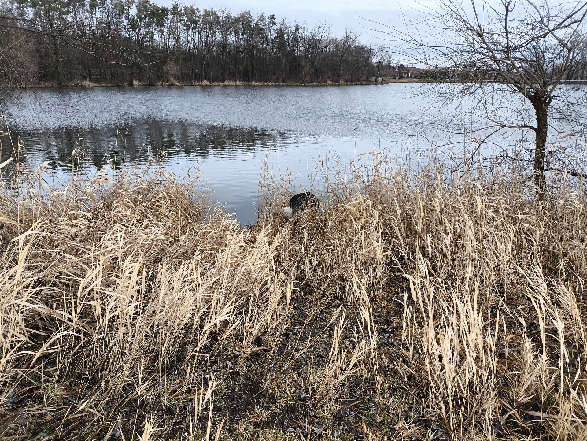 Xiaomi Poco X6 Pro 5G