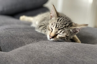 Chcete si pořídit kočku jako mazlíčka? Tyto 4 věci kupte než ji přinesete domů